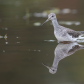 Greater Yellowlegs