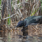 Common Loon on her nest