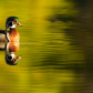 Wood duck and its reflection 