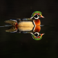 Wood duck and its reflection 