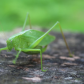 Katydid (Leaf Bug)