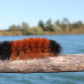 Woolly Bear