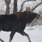 Moose on the run