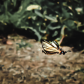 Butterfly in Flight