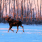 Sunrise Moose