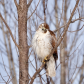 Juvenile Red-tailed Hawk