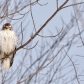 Juvenile Red-tailed Hawk