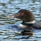 Common Loon- Lake of Two Rivers, Alquonqiun Park