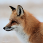 Red Fox