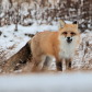 Red Fox  after its meal