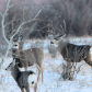 Mule Deer A Family Portrait