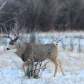 A nice Mule Deer Buck King of its herd 