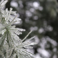 frosty pine