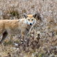 Female Eastern Coyote