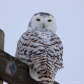 Snowy Owl looking at me with head turned right around 