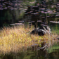 American Black Ducks 