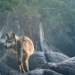 Coastal seawolves in BC's Great Bear Rainforest