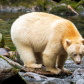 Spirit bear fishing for salmon below