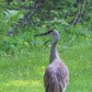 Sandhill Crane with her 2 colts