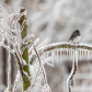 The Junco and the Ice Storm