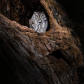 Screech Owl