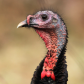 Curious Wild Turkey