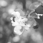 Pollinating