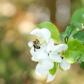 Busy Bees