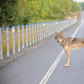 Algonquin Wolf Crossing 