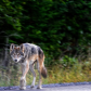 Hot Pursuit 