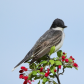 Eastern Kingbird