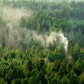 Smoky Forest