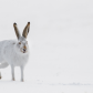 Prairie Jackrabbit 