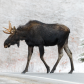 Winter Moose