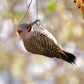 Northern Flicker