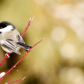 Black -capped Chickadee