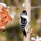 Downy  Woodpecker