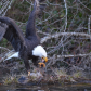 Eagle dinner