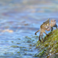 Crab sunbathing