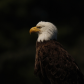 Eagle Portrait