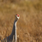 Curious Crane