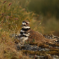 Killdeer and Baby