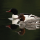 Merganser Pair