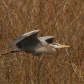 Heron Flyby