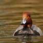 Redhead Duck