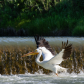 American White Pelican