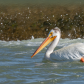 American White Pelican 2