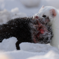 Ermine with prey