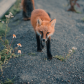 Inquisitive fox 