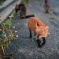Inquisitive fox 